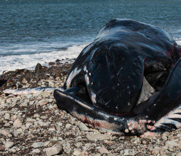 istock Deceased Male Humpback Whale 937002930