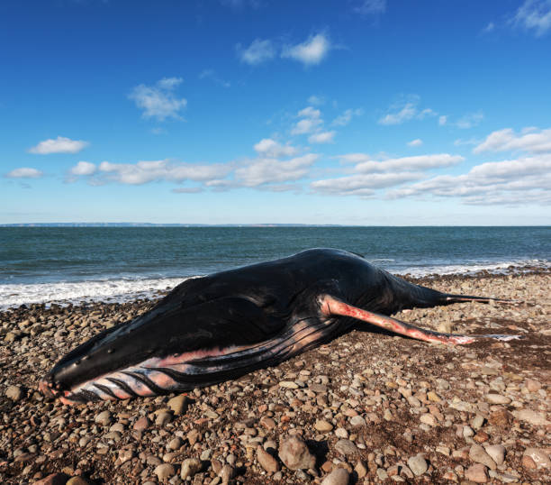 istock Deceased Male Humpback Whale 937002968