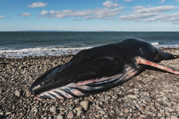 Deceased Male Humpback Whale Dead male humpback whale washed up on the Nova Scotian shore of the Bay of Fundy. stranded stock pictures, royalty-free photos & images