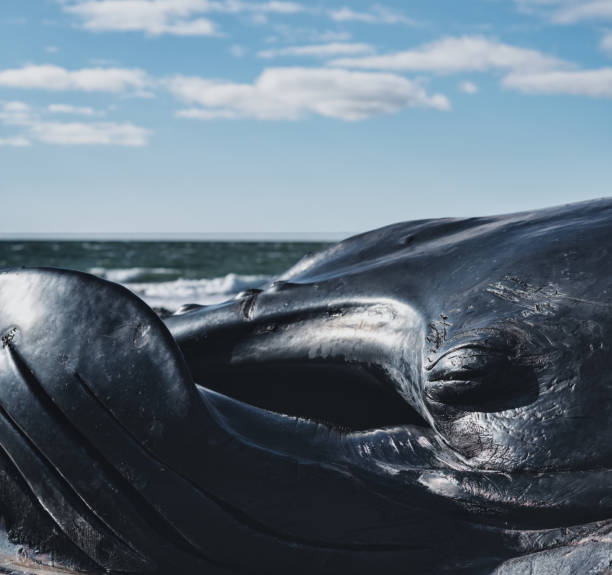 istock Deceased Male Humpback Whale 937003156
