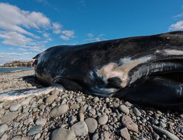 istock Deceased Male Humpback Whale 937003174
