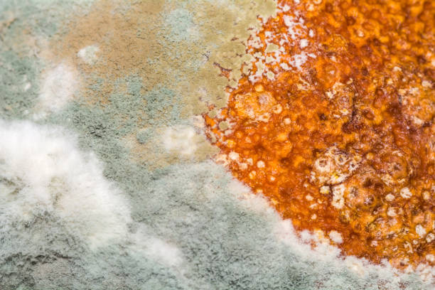 istock Natural texture of mold on fruit macro. Rotten background. 937003704