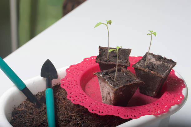 istock On the table is a seedling in peat containers. Also, a pot of soil to which transplants need to be transplanted, and tools for tillage. 937006378