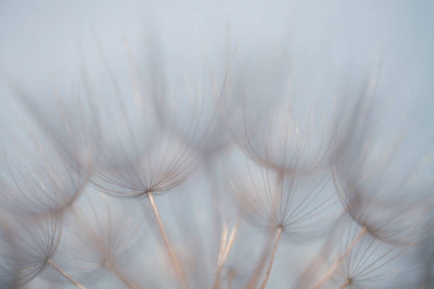 istock Macro Photo Of Salsify Seeds 937006548