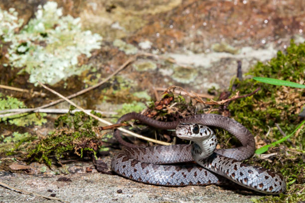 istock Juvenile Northern Black Racer 937006590