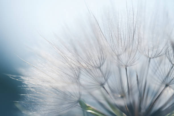 istock Macro Photo Of Salsify Seeds 937006618