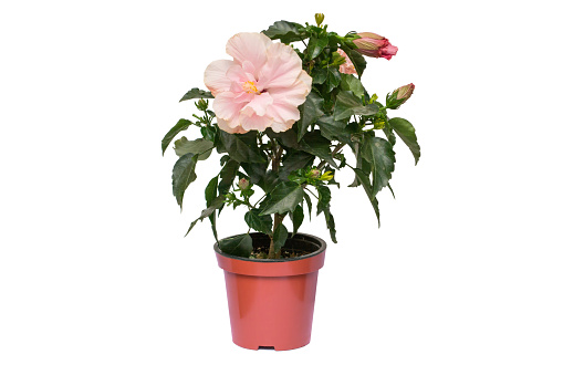 Pink Hibiscus flower in a pot isolated on white background.