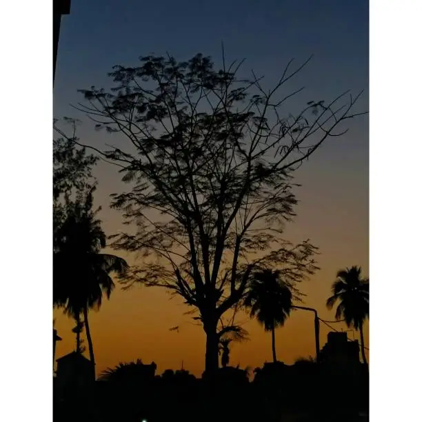 Silhouette of an old tree spreading it's branches across sunset.