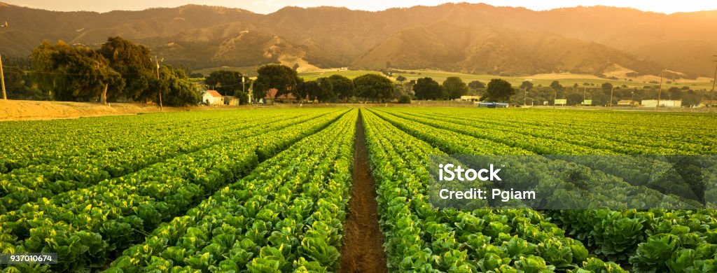 Crops grow on fertile farm land panoramic before harvest A green row panorama of fresh crops grow on an agricultural farm field in the Salinas Valley, California USA Farm Stock Photo