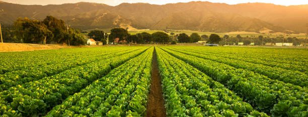 Crops grow on fertile farm land panoramic before harvest A green row panorama of fresh crops grow on an agricultural farm field in the Salinas Valley, California USA abundance stock pictures, royalty-free photos & images