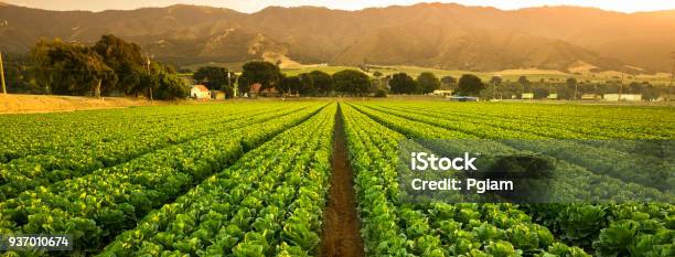 Crops Grow On Fertile Farm Land Panoramic Before Harvest Stock Photo - Download Image Now