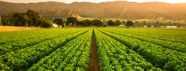crops grow on fertile farm land panoramic before harvest - cultivated land fotos imagens e fotografias de stock