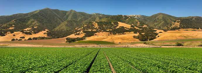 A green row panorama of fresh crops grow on an agricultural farm field in the Salinas Valley, California USA