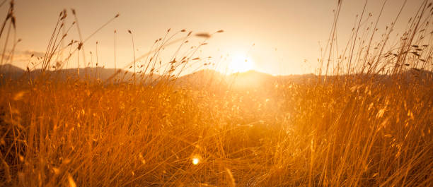 sentiero panoramico prato di campo agricolo al tramonto - prateria campo foto e immagini stock