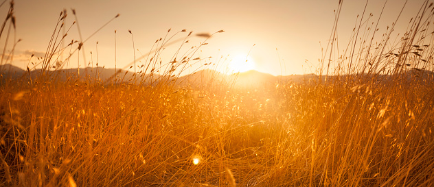 Fresh pathway panorama in a summer wheat field at sunset