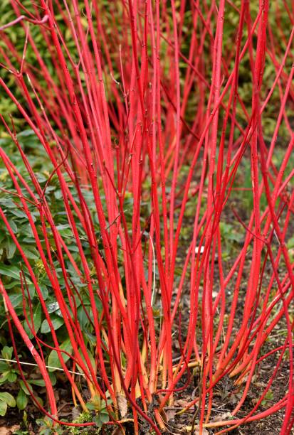 Cornus alba Sibirica stems Red Dogwood stems in early Spring cornus alba sibirica stock pictures, royalty-free photos & images