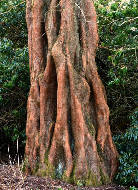 istock Metasequoia Glyptostroboides trunk 937013056