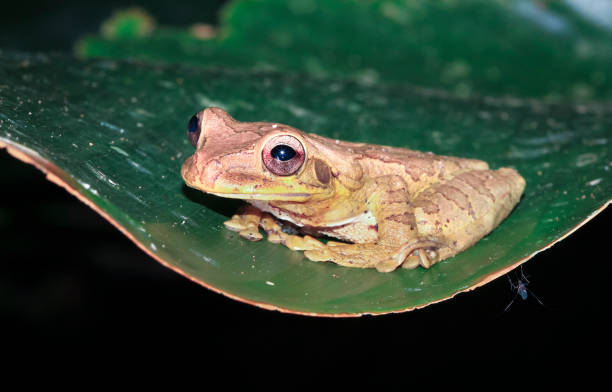 treefrog messicano su una foglia in costa rica - central america flash foto e immagini stock