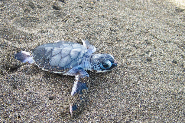 verde tortugas bebé hacia el océano en costa rica - turtle young animal beach sand fotografías e imágenes de stock