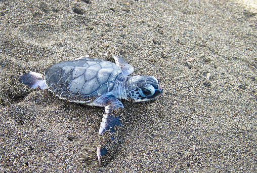 Closeup of a mature green sea turtle on the beach