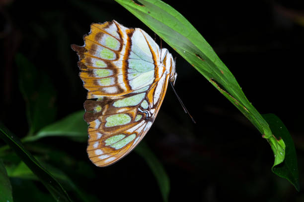 farfalla malachita in costa rica - central america flash foto e immagini stock