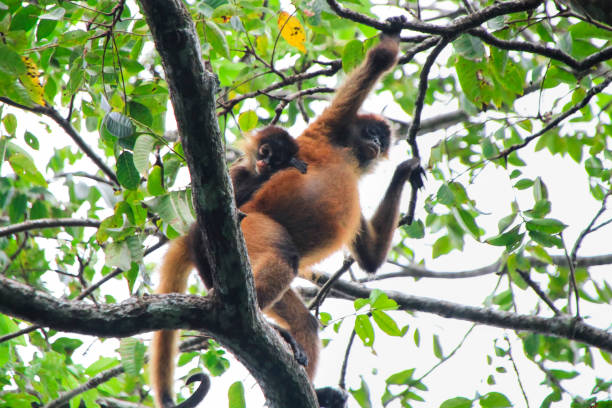 istock Central American Spider Monkey With a Baby in Costa Rica 937013984