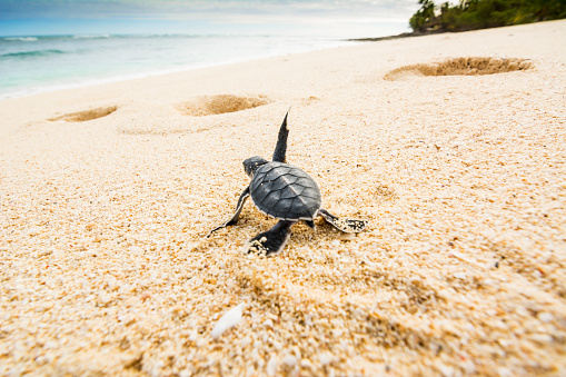 Just born turtles run towards the sea like us on the first day of our deserved vacations