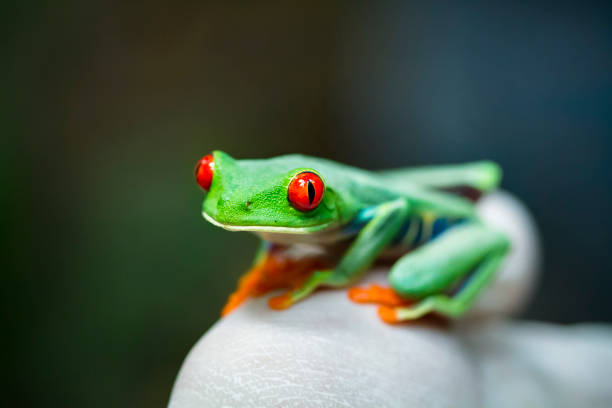 istock Red-eyed Treefrog in Costa Rica 937016494