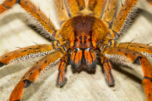 Macro of a huntsman spider on a white background