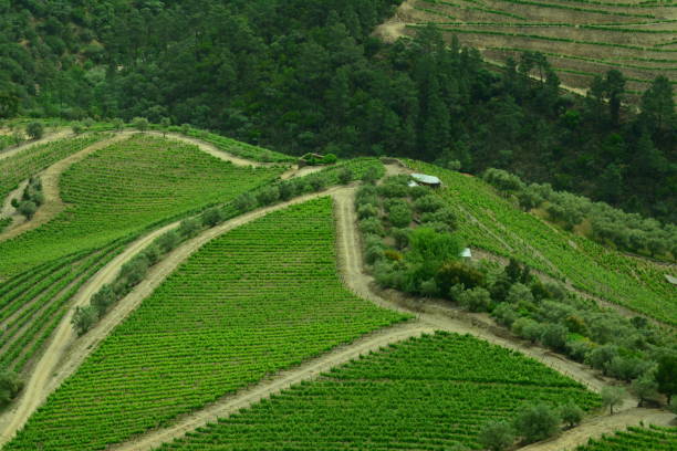 istock Vineyards along the Douro River in Potugal 937016904