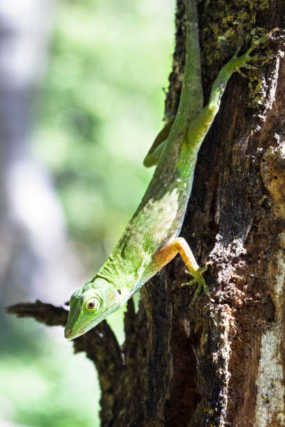 istock Green Tree Anole in Costa Rica 937016970