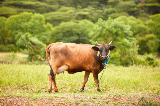 cow 녹색 필드 - guernsey cattle 뉴스 사진 이미지