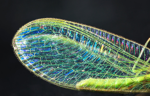The wing of a common green lacewing (Chrysoperla carnea) up close, showing strong iridescence.