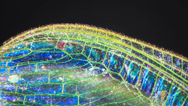 istock Wing of a Common Green Lacewing Up Close 937025220