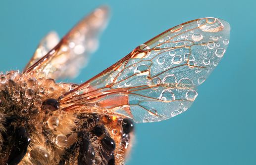 The wing of a western honey bee (Apis mellifera) with dewdrops up close.