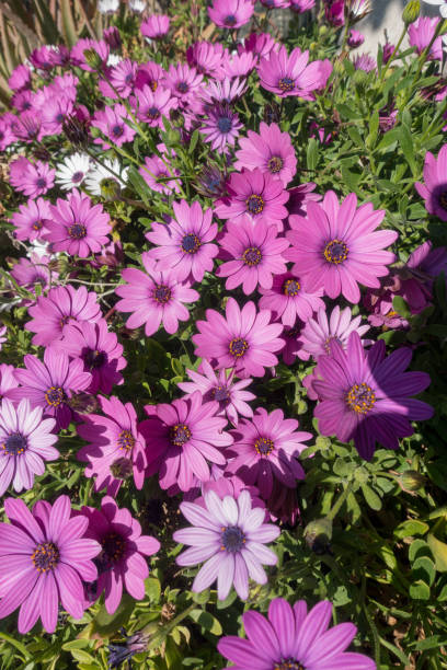 istock White and violet daisies in the garden 937025704