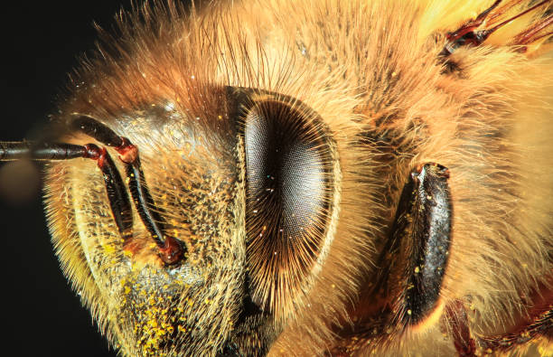 occhio e viso di un'ape melori occidentale da vicino - animal head flash foto e immagini stock