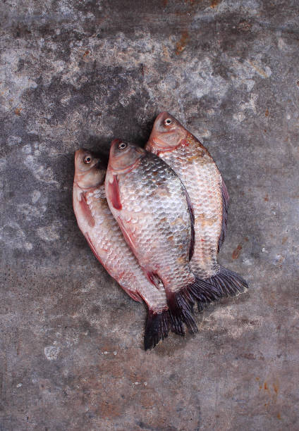 Three raw fresh crucian carpets