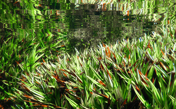 istock Aquatic Vegetation in Tasmania 937031936
