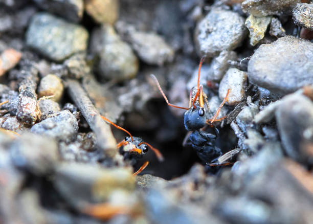 Jack jumper ants (Myrmecia pilosula) crawling out of a hole in Tasmania, Australia. They are one of the world's most venomous and dangerous ant species,