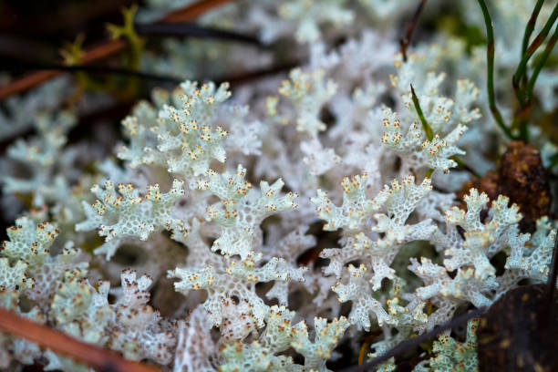 istock Coral Lichen in Tasmania 937034322