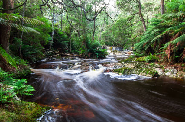 istock River and Rainforest Scenery in Tasmania 937034946