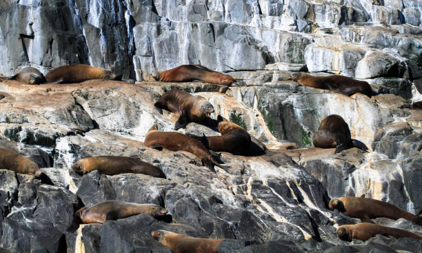 istock Fur Seals in Tasmania 937035146