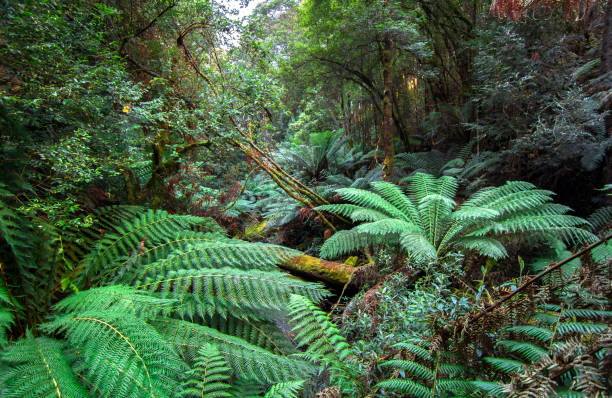istock Dense Temperate Rainforest in Tasmania 937037684