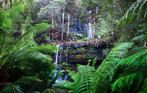 Russell Falls in Mt. Field National Park, Tasmania.