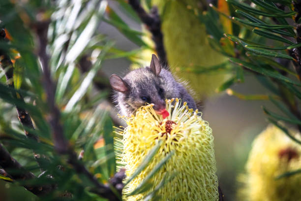 A mouse licks nectar off of a bottlebrush flower (Callistemon sp.) in Mt. Field National Park, Tasmania.