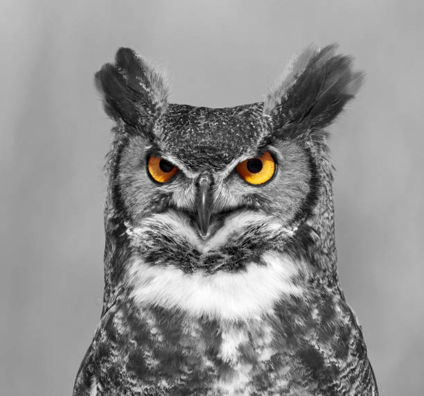 corujão preto e branco - great white owl - fotografias e filmes do acervo