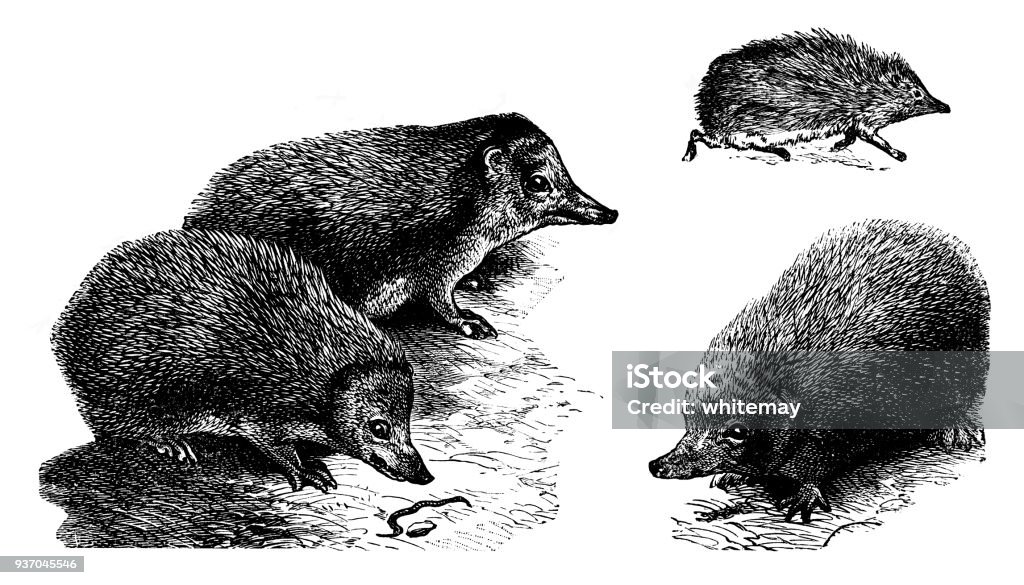 Three Victorian engravings of hedgehogs Three Victorian engravings of hedgehogs. One of the hogs has spied a worm, which he intends to devour imminently, while another is running as fast as his short little legs can carry him.
From “The Children’s Friend” Volume XXXVII for 1897. Published in London by S.W. Partridge & Co. Hedgehog stock illustration