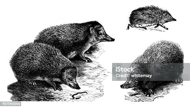 Three Victorian Engravings Of Hedgehogs Stock Illustration - Download Image Now - Hedgehog, Illustration, Worm