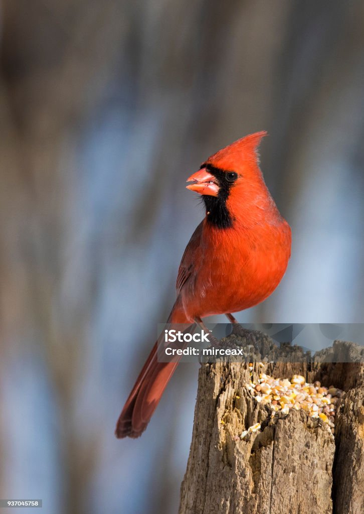 cardinal rouge - Photo de Cardinal - Oiseau libre de droits
